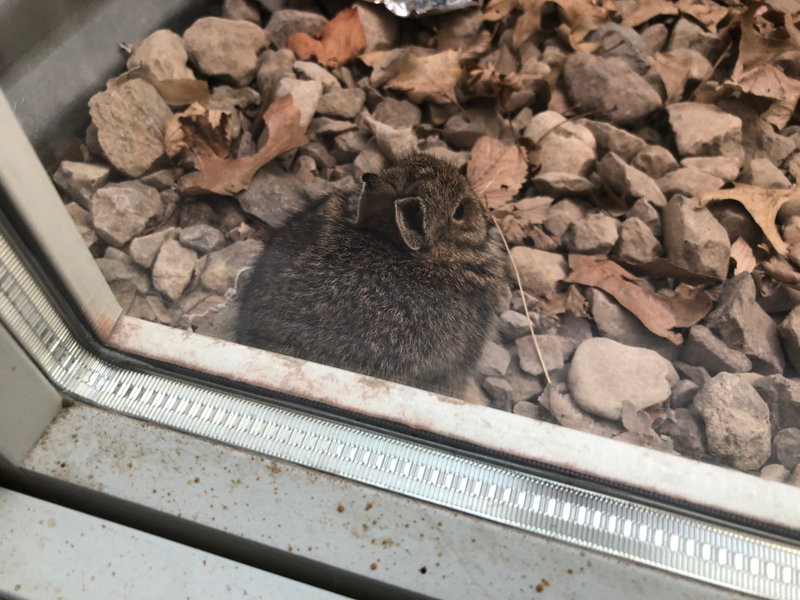 Second bunny